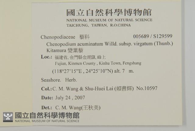 變葉藜藏品圖，第2張