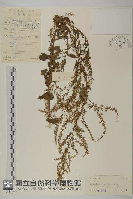 牡蒿藏品圖，第1張