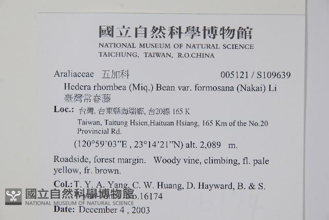 臺灣常春藤藏品圖，第2張