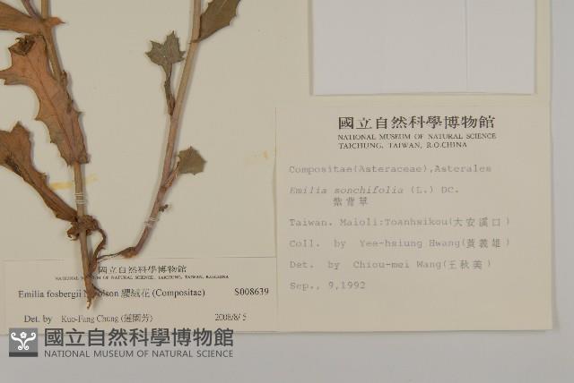 纓絨花藏品圖，第2張