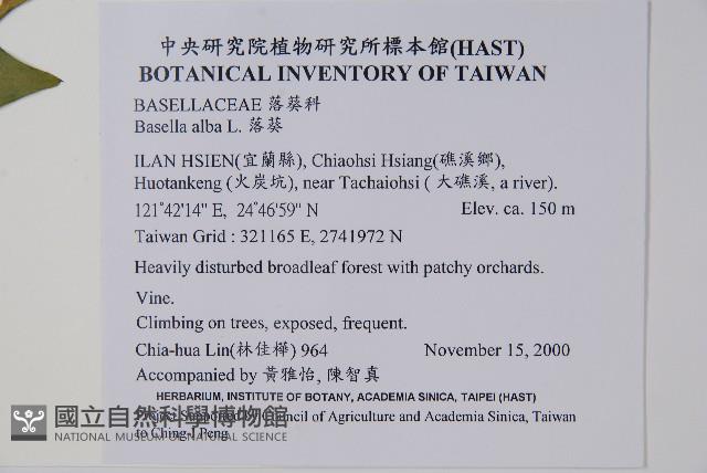 落葵藏品圖，第2張