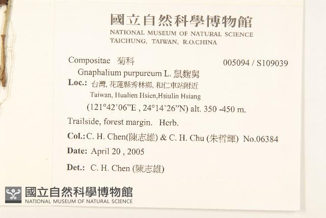 鼠麴舅藏品圖，第2張