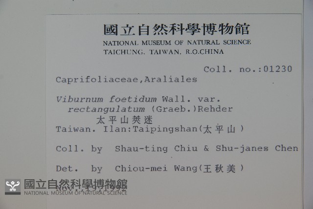 狹葉莢迷藏品圖，第2張