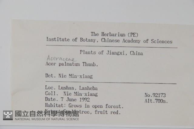 雞爪槭藏品圖，第2張