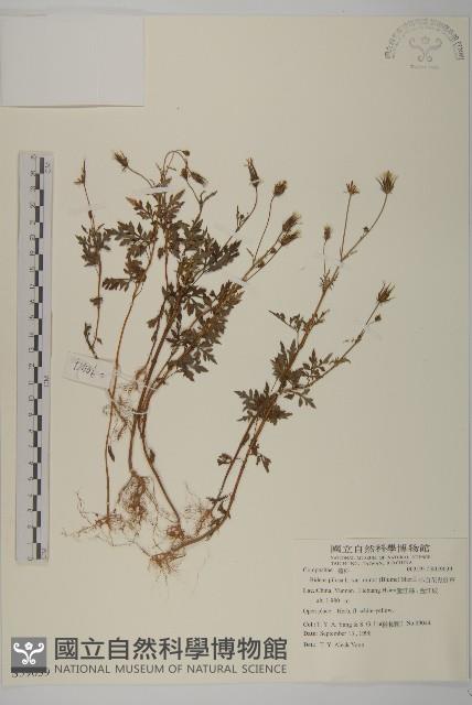 小白花鬼針藏品圖，第1張