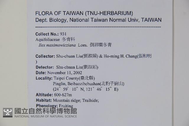 倒卵葉冬青、金平氏冬青藏品圖，第2張