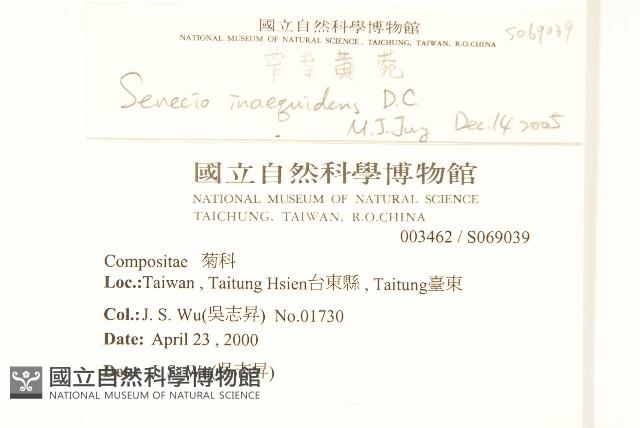 窄葉黃菀藏品圖，第2張