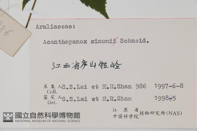 剛毛五加藏品圖，第2張