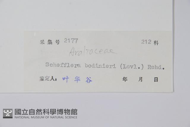 短序鵝掌柴藏品圖，第2張