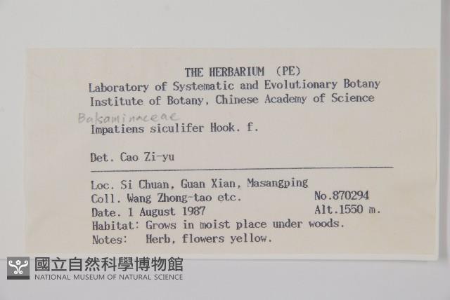 黃金鳳藏品圖，第2張