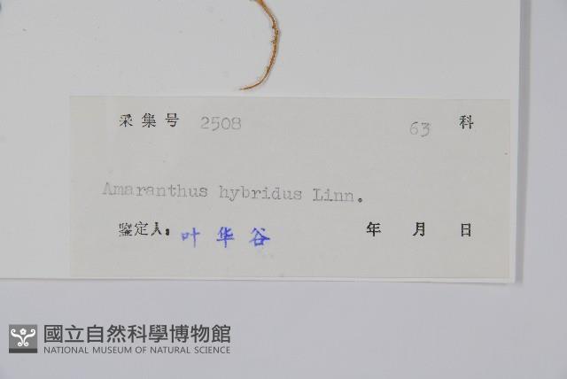 繁穗莧藏品圖，第2張