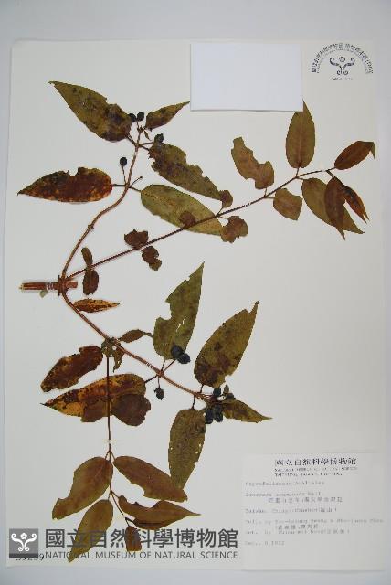 阿里山忍冬、漸尖葉忍冬藏品圖，第1張