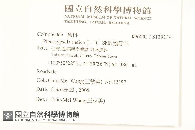 鵝仔草藏品圖，第2張