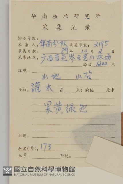 南華南蛇藤，青江藤藏品圖，第2張