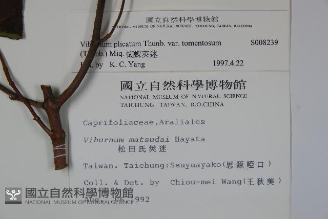 蝴蝶莢迷藏品圖，第2張