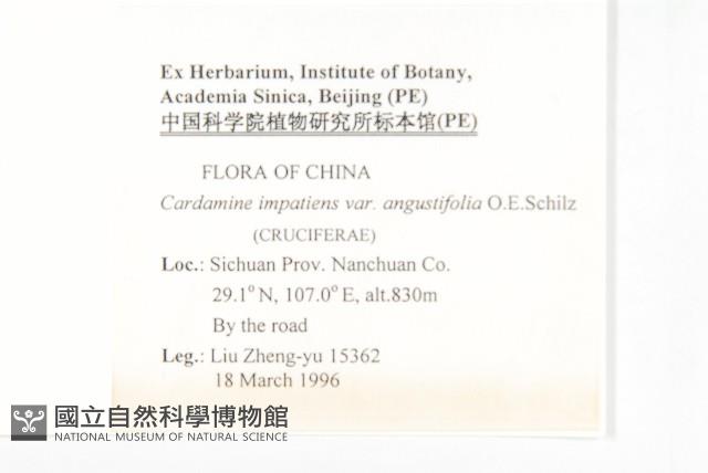 窄葉碎米薺藏品圖，第2張