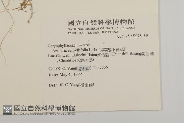 無心菜、鵝不食草藏品圖，第2張