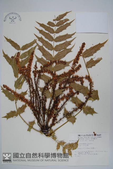 阿里山十大功勞藏品圖，第1張