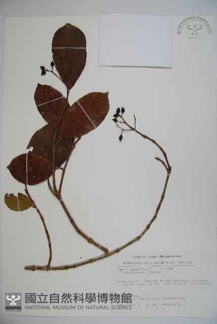 珊瑚樹藏品圖，第1張