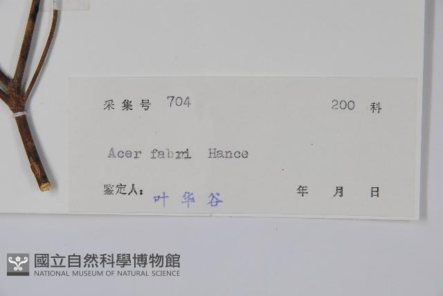 紅翅槭藏品圖，第2張