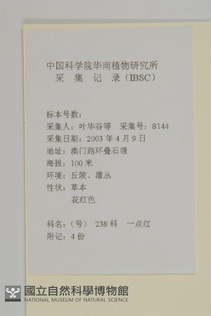 紫背草藏品圖，第2張