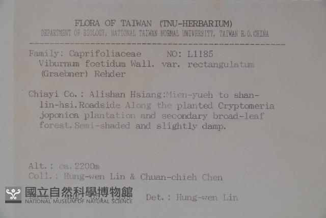 狹葉莢迷藏品圖，第2張