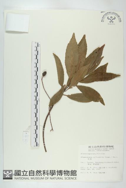 杜英、山杜英、蘭嶼杜英藏品圖，第1張