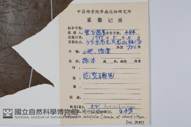 闊葉獼猴桃藏品圖，第2張