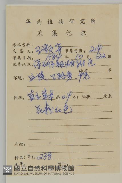 紫背草藏品圖，第2張