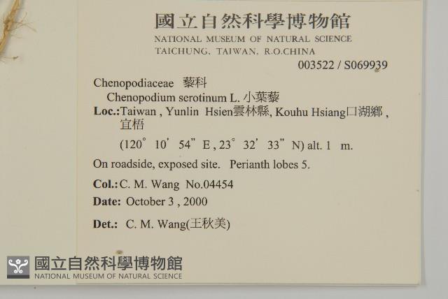 小葉藜藏品圖，第2張