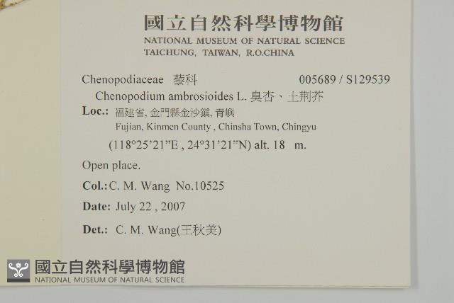 臭杏、土荊芥藏品圖，第2張