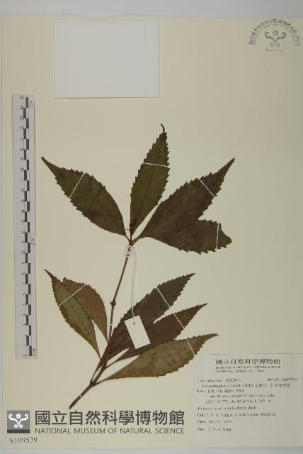 草珊瑚、紅果金粟蘭藏品圖，第1張