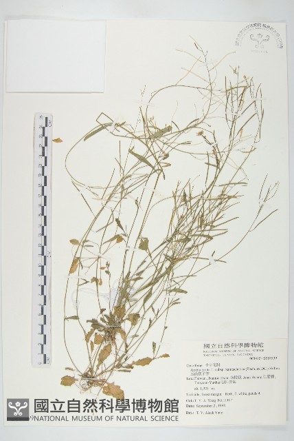 玉山筷子芥藏品圖，第1張
