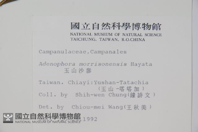 玉山沙參藏品圖，第2張