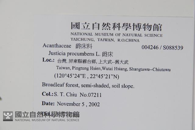 爵床藏品圖，第2張