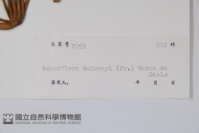 穗序鵝掌柴藏品圖，第2張