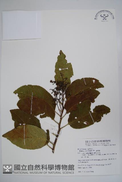 厚殼樹藏品圖，第1張