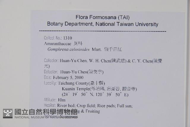 假千日紅藏品圖，第2張