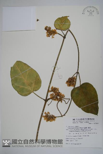 臺灣牛嬭菜藏品圖，第1張