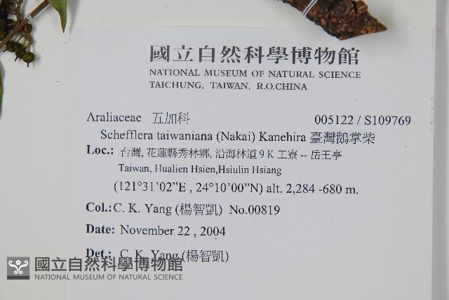 臺灣鵝掌柴藏品圖，第2張