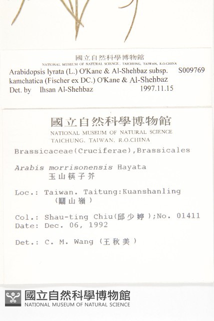 玉山筷子芥藏品圖，第2張