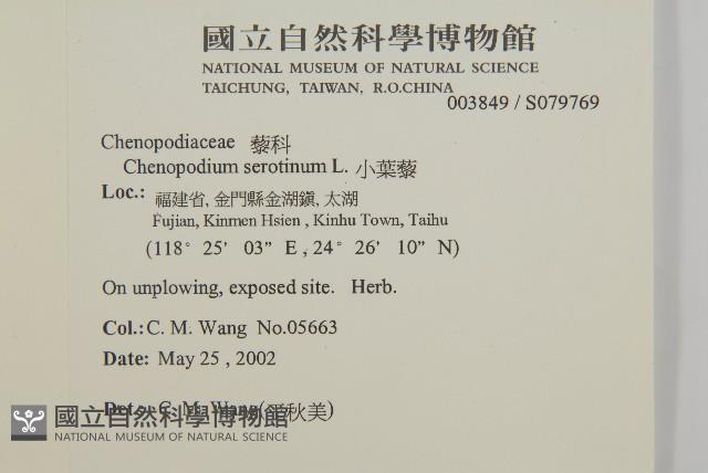 小葉藜藏品圖，第2張