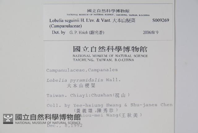 大本山梗菜藏品圖，第2張