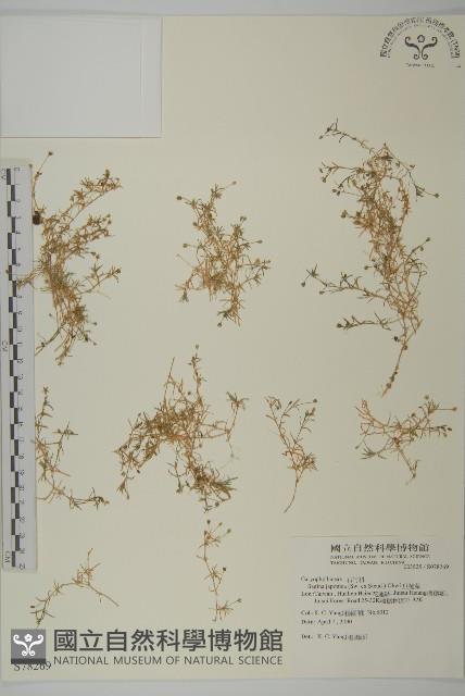 瓜槌草、漆姑草藏品圖，第1張