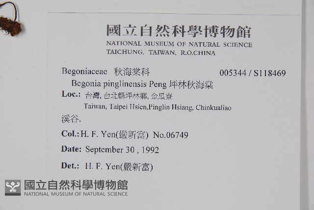 坪林秋海棠藏品圖，第2張