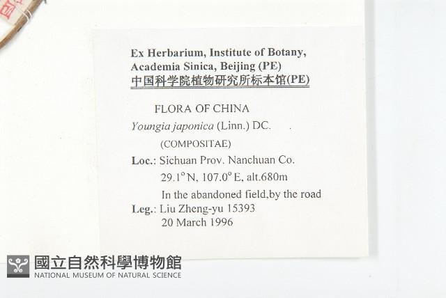 黃鵪菜藏品圖，第2張