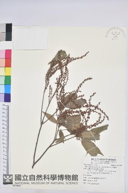 粗糠柴藏品圖，第1張