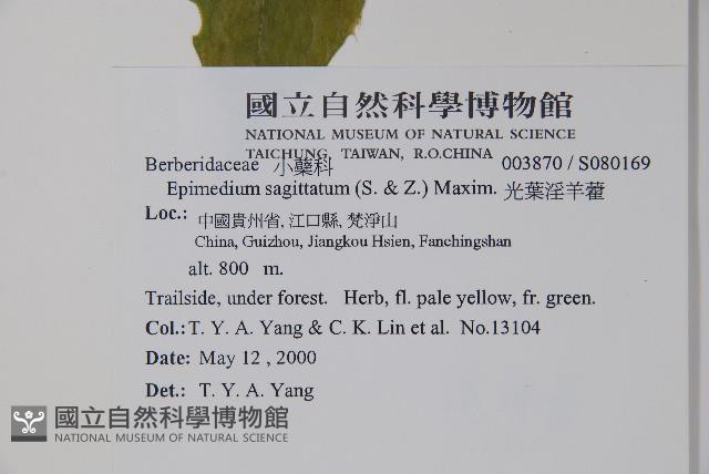 光葉淫羊藿藏品圖，第2張