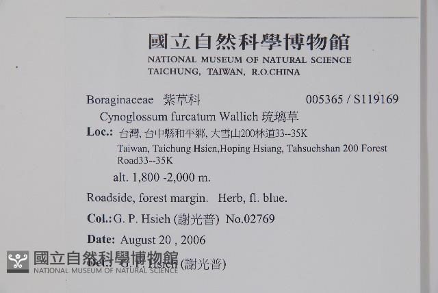 琉璃草藏品圖，第2張