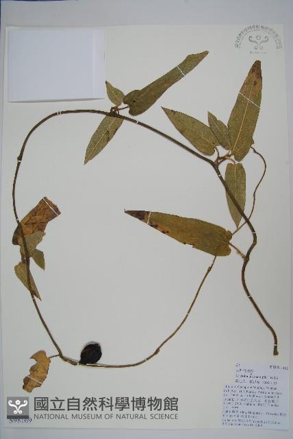 大葉馬兜鈴藏品圖，第1張